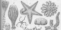 Морские звёзды (Asteroidea) - обитатели морских глубин, класс беспозвоночных типа иглокожих